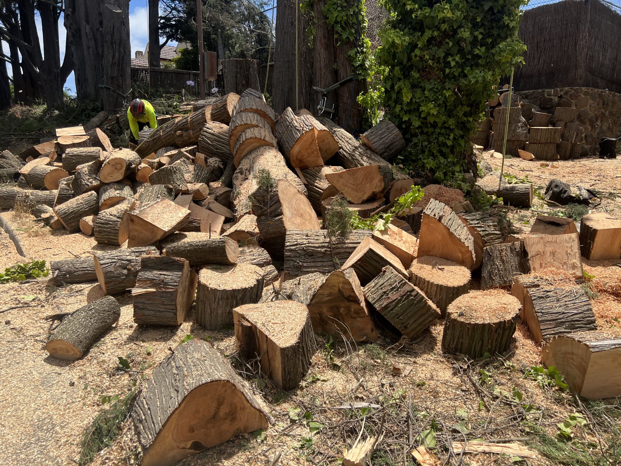Freshly cut logs on a job site
